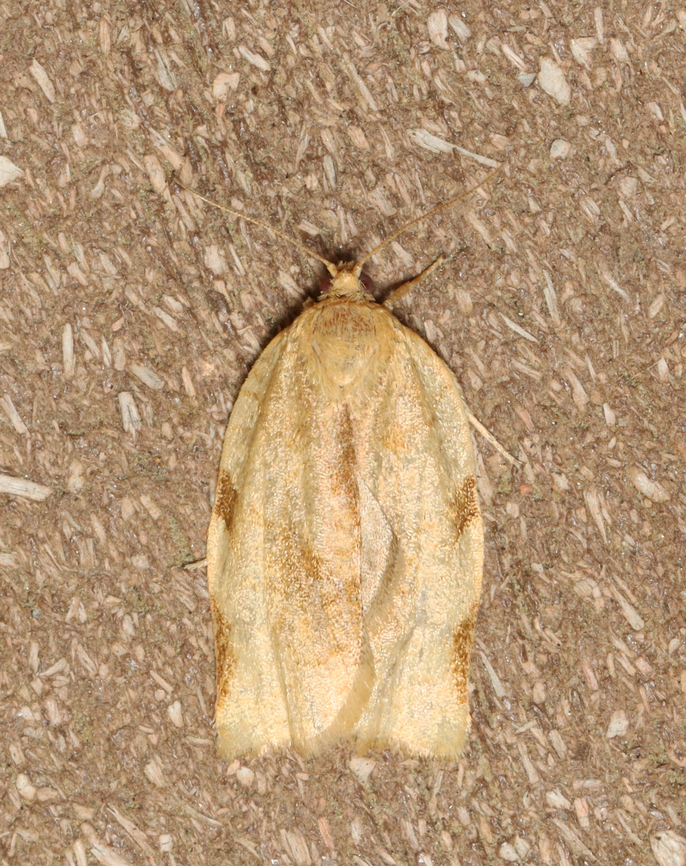Broken-banded leafroller - Choristoneura fractivittana Habitat: Attracted to a 395 nm LED light; semi-rural area<br />
<br />
2023 (16) Choristoneura,Choristoneura fractivittan,Choristoneura fractivittana,Geotagged,Spring,United States,leafroller,moth,tortricidae