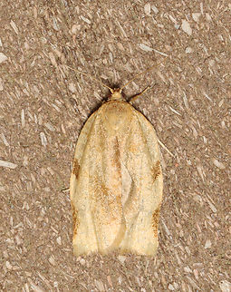 Broken-banded leafroller - Choristoneura fractivittana Habitat: Attracted to a 395 nm LED light; semi-rural area
2023 (16) Choristoneura,Choristoneura fractivittan,Choristoneura fractivittana,Geotagged,Spring,United States,leafroller,moth,tortricidae