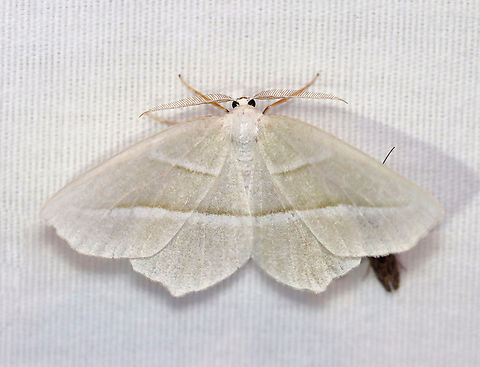 Pale Beauty - Campaea perlata *with a caddisfly hiding under its wings.

Habitat: Attracted to a 395 nm LED light; semi-rural area

2023 (17) Campaea perlata,Geometridae,Geotagged,Pale beauty,Spring,United States,campaea,moth