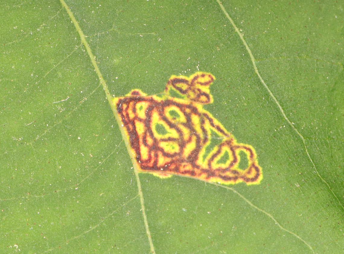 Hickory Sticky Leaf Spot Midge - Gliaspilota glutinosa From the upperside, it looks like a leaf mine, but the underside shows that the larvae are feeding externally.<br />
<br />
Host: Hickory (Carya sp.)<br />
<br />
Video: <section class="video"><iframe width="448" height="252" src="https://player.vimeo.com/video/837215337?title=0&byline=0&portrait=0" frameborder="0"></iframe></section><br />
<figure class="photo"><a href="https://www.jungledragon.com/image/150471/hickory_sticky_leaf_spot_midge_-_gliaspilota_glutinosa.html" title="Hickory Sticky Leaf Spot Midge - Gliaspilota glutinosa"><img src="https://s3.amazonaws.com/media.jungledragon.com/images/3232/150471_thumb.jpg?AWSAccessKeyId=05GMT0V3GWVNE7GGM1R2&Expires=1759968010&Signature=O%2FubD%2FrbW7Hgv8TVgjFp0tVrSOc%3D" width="200" height="158" alt="Hickory Sticky Leaf Spot Midge - Gliaspilota glutinosa This is the underside of the leaf. From the upperside, it looks like a leaf mine, but the underside shows that the larvae are feeding externally.<br />
<br />
Host: Hickory (Carya sp.)<br />
<br />
Video: https://vimeo.com/837215337<br />
<br />
https://www.jungledragon.com/image/150470/hickory_sticky_leaf_spot_midge_-_gliaspilota_glutinosa.html Cecidomyiidae,Geotagged,Gliaspilota,Gliaspilota glutinosa,Hickory Sticky Leaf Spot Midge,Spring,United States,larva,larvae,leaf mine,leaf spot,midge,midge larvae,signs of" /></a></figure> Geotagged,Gliaspilota glutinosa,Hickory Sticky Leaf Spot Midge,Spring,United States