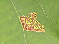 Hickory Sticky Leaf Spot Midge - Gliaspilota glutinosa From the upperside, it looks like a leaf mine, but the underside shows that the larvae are feeding externally.<br />
<br />
Host: Hickory (Carya sp.)<br />
<br />
Video: https://vimeo.com/837215337<br />
https://www.jungledragon.com/image/150471/hickory_sticky_leaf_spot_midge_-_gliaspilota_glutinosa.html Geotagged,Gliaspilota glutinosa,Hickory Sticky Leaf Spot Midge,Spring,United States