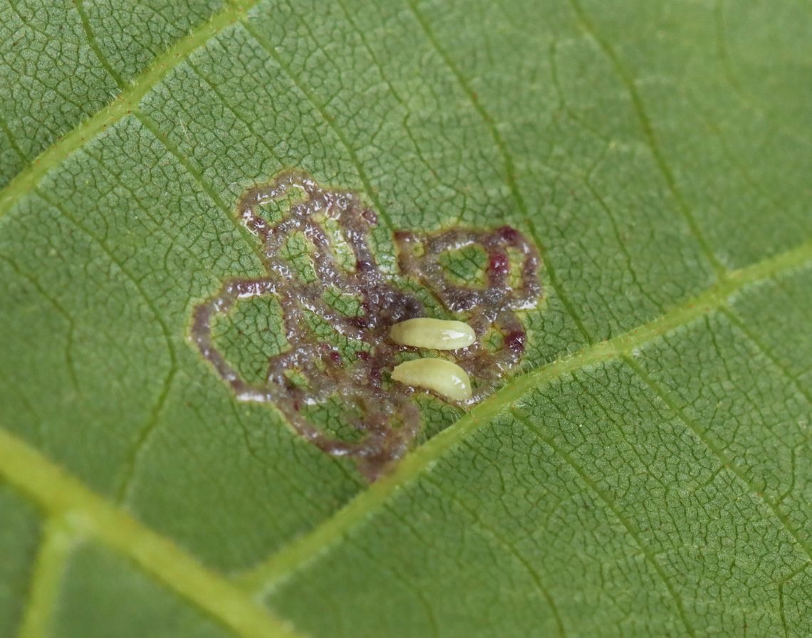 Hickory Sticky Leaf Spot Midge - Gliaspilota glutinosa This is the underside of the leaf. From the upperside, it looks like a leaf mine, but the underside shows that the larvae are feeding externally.<br />
<br />
Host: Hickory (Carya sp.)<br />
<br />
Video: <section class="video"><iframe width="448" height="252" src="https://player.vimeo.com/video/837215337?title=0&byline=0&portrait=0" frameborder="0"></iframe></section><br />
<br />
<figure class="photo"><a href="https://www.jungledragon.com/image/150470/hickory_sticky_leaf_spot_midge_-_gliaspilota_glutinosa.html" title="Hickory Sticky Leaf Spot Midge - Gliaspilota glutinosa"><img src="https://s3.amazonaws.com/media.jungledragon.com/images/3232/150470_thumb.jpg?AWSAccessKeyId=05GMT0V3GWVNE7GGM1R2&Expires=1759968010&Signature=Jy19lBIHDHqus15Dw9beffkny3k%3D" width="200" height="148" alt="Hickory Sticky Leaf Spot Midge - Gliaspilota glutinosa From the upperside, it looks like a leaf mine, but the underside shows that the larvae are feeding externally.<br />
<br />
Host: Hickory (Carya sp.)<br />
<br />
Video: https://vimeo.com/837215337<br />
https://www.jungledragon.com/image/150471/hickory_sticky_leaf_spot_midge_-_gliaspilota_glutinosa.html Geotagged,Gliaspilota glutinosa,Hickory Sticky Leaf Spot Midge,Spring,United States" /></a></figure> Cecidomyiidae,Geotagged,Gliaspilota,Gliaspilota glutinosa,Hickory Sticky Leaf Spot Midge,Spring,United States,larva,larvae,leaf mine,leaf spot,midge,midge larvae,signs of