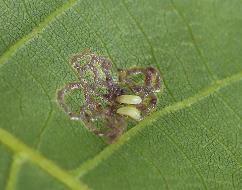 Hickory Sticky Leaf Spot Midge - Gliaspilota glutinosa This is the underside of the leaf. From the upperside, it looks like a leaf mine, but the underside shows that the larvae are feeding externally.

Host: Hickory (Carya sp.)

Video: https://vimeo.com/837215337

https://www.jungledragon.com/image/150470/hickory_sticky_leaf_spot_midge_-_gliaspilota_glutinosa.html Cecidomyiidae,Geotagged,Gliaspilota,Gliaspilota glutinosa,Hickory Sticky Leaf Spot Midge,Spring,United States,larva,larvae,leaf mine,leaf spot,midge,midge larvae,signs of