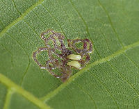 Hickory Sticky Leaf Spot Midge - Gliaspilota glutinosa This is the underside of the leaf. From the upperside, it looks like a leaf mine, but the underside shows that the larvae are feeding externally.<br />
<br />
Host: Hickory (Carya sp.)<br />
<br />
Video: https://vimeo.com/837215337<br />
<br />
https://www.jungledragon.com/image/150470/hickory_sticky_leaf_spot_midge_-_gliaspilota_glutinosa.html Cecidomyiidae,Geotagged,Gliaspilota,Gliaspilota glutinosa,Hickory Sticky Leaf Spot Midge,Spring,United States,larva,larvae,leaf mine,leaf spot,midge,midge larvae,signs of