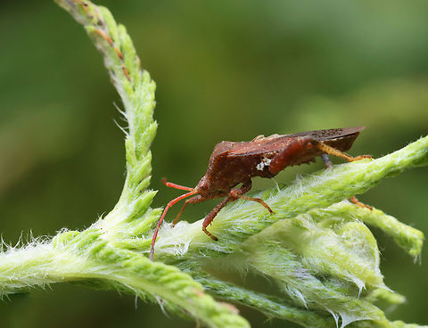 Helmeted Squash Bug - Euthochtha galeator Habitat: Garden Coreidae,Euthochtha,Euthochtha galeator,Geotagged,Helmeted Squash Bug,Spring,United States,bug,squash bug