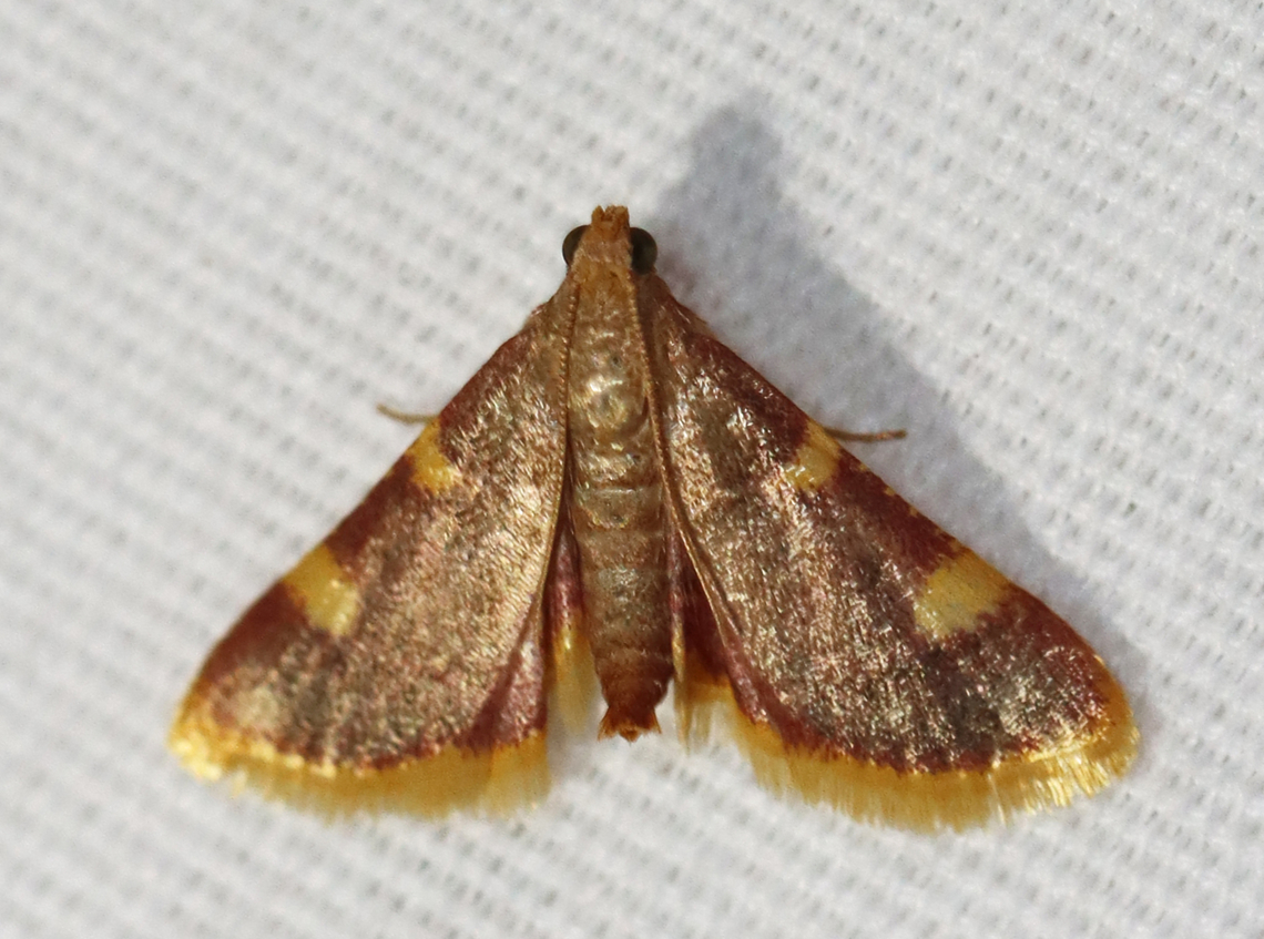 Gold Triangle - Hypsopygia costalis Habitat: Attracted to a 395 nm LED light; semi-rural area<br />
<br />
2023 (18) Geotagged,Gold triangle,Hypsopygia,Hypsopygia costalis,Pyralidae,Spring,United States,moth