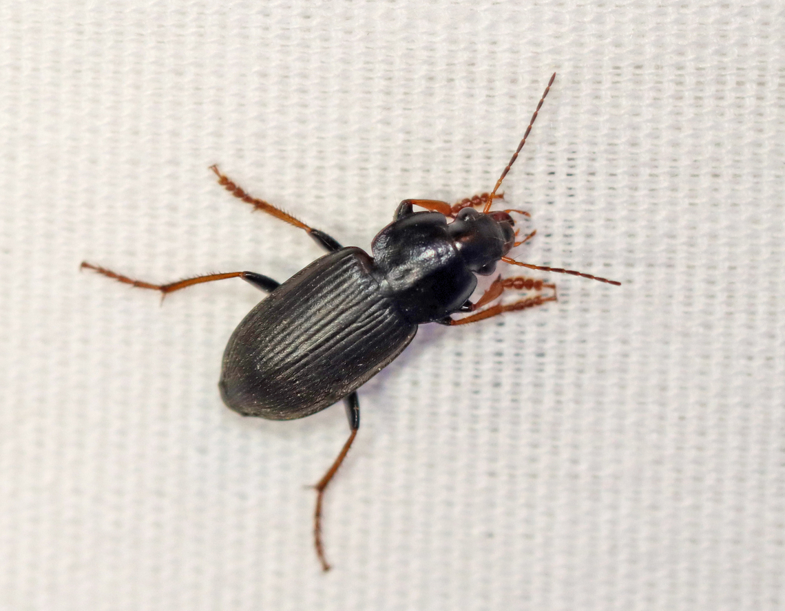 Ground Beetle - Amphasia sericea Habitat: Attracted to a 395 nm LED light; semi-rural area Amphasia,Amphasia sericea,Geotagged,Spring,United States,beetle,carabidae,coleoptera