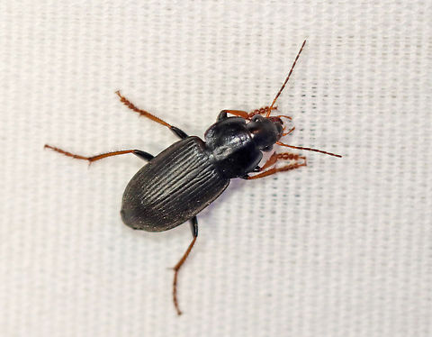 Ground Beetle - Amphasia sericea Habitat: Attracted to a 395 nm LED light; semi-rural area Amphasia,Amphasia sericea,Geotagged,Spring,United States,beetle,carabidae,coleoptera