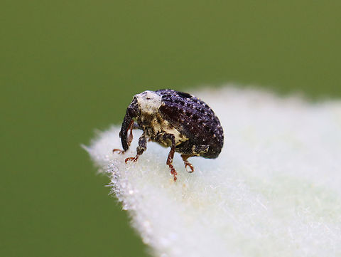 Figwort Weevil - Cionus scrophulariae This species is native to Europe, but has been introduced to New York and is spreading/becoming established.

Habitat: Found in a garden on lamb's ear (Stachys byzantina) Cionus,Cionus scrophulariae,Figwort Weevil,Geotagged,Spring,Stachys byzantina,United States,curculionidae,lamb's ear,weevil