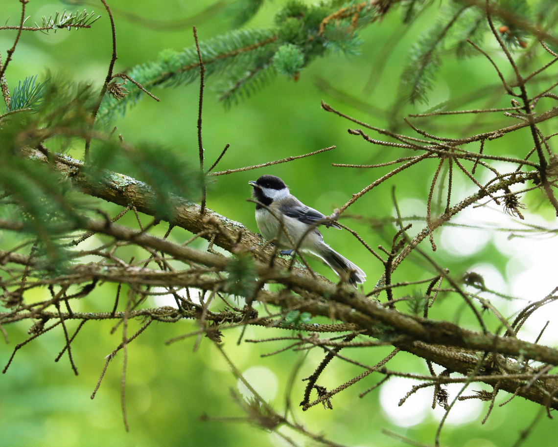 Black-capped chickadee - Poecile atricapillus Habitat: Conifer meadow Black-capped chickadee,Geotagged,Poecile,Poecile atricapillus,Spring,United States,bird,chickadee