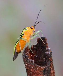 Fourlined Plant Bug - Poecilocapsus lineatus Habitat: Garden Fourlined Plant Bug,Geotagged,Poecilocapsus,Poecilocapsus lineatus Fabricius,Spring,United States,bug,miridae,plant bug