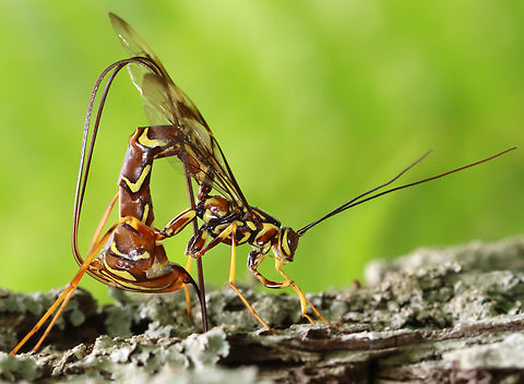 Stump Stabber - Megarhyssa macrurus ssp. macrurus I was so excited to find this giant ichneumonid wasp (Megarhyssa sp.) laying eggs in a snag yesterday. I've only witnessed this process one other time. I watched her for 45 minutes and would have stayed to watch the entire process, but I had to leave to take my son to baseball practice, lol.

Habitat: There were 3 wasps drilling into this snag! Deciduous forest

Video: https://youtube.com/shorts/U0X24paTHa0?feature=share

https://www.jungledragon.com/image/150556/stump_stabber_-_megarhyssa_sp.html
https://www.jungledragon.com/image/150558/stump_stabber_-_megarhyssa_sp.html
https://www.jungledragon.com/image/150557/stump_stabber_-_megarhyssa_sp.html Geotagged,Megarhyssa,Megarhyssa macrurus,Megarhyssa macrurus ssp. macrurus,Spring,United States