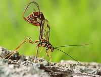 Stump Stabber - Megarhyssa macrurus ssp. macrurus I was so excited to find this giant ichneumonid wasp (Megarhyssa sp.) laying eggs in a snag yesterday. I've only witnessed this process one other time. I watched her for 45 minutes and would have stayed to watch the entire process, but I had to leave to take my son to baseball practice, lol.<br />
<br />
Habitat: There were 3 wasps drilling into this snag! Deciduous forest<br />
<br />
Video: https://youtube.com/shorts/U0X24paTHa0?feature=share<br />
https://www.jungledragon.com/image/150556/stump_stabber_-_megarhyssa_sp.html<br />
https://www.jungledragon.com/image/150558/stump_stabber_-_megarhyssa_sp.html<br />
https://www.jungledragon.com/image/150557/stump_stabber_-_megarhyssa_sp.html Geotagged,Megarhyssa macrurus,Spring,United States
