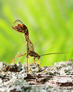 Stump Stabber - Megarhyssa macrurus ssp. macrurus I was so excited to find this giant ichneumonid wasp (Megarhyssa sp.) laying eggs in a snag yesterday. I've only witnessed this process one other time. I watched her for 45 minutes and would have stayed to watch the entire process, but I had to leave to take my son to baseball practice, lol.

Habitat: There were 3 wasps drilling into this snag! Deciduous forest

Video: https://youtube.com/shorts/U0X24paTHa0?feature=share

https://www.jungledragon.com/image/150556/stump_stabber_-_megarhyssa_sp.html
https://www.jungledragon.com/image/150558/stump_stabber_-_megarhyssa_sp.html
https://www.jungledragon.com/image/150557/stump_stabber_-_megarhyssa_sp.html Geotagged,Giant Ichneumon Wasp,Megarhyssa,Megarhyssa macrurus,Spring,United States,giant ichneumonid wasp,ichneumonidae,stump stabber,wasp