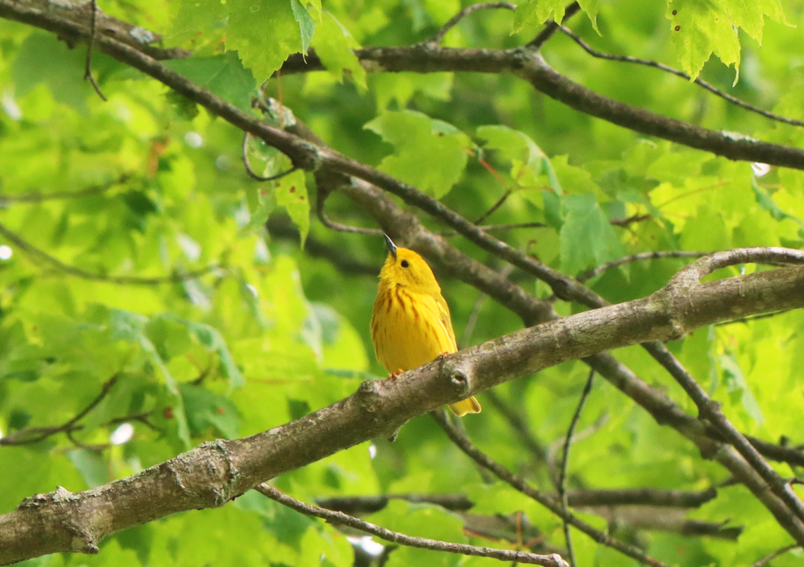 Yellow Warbler - Setophaga petechia This bird hung out with me for awhile in the forest yesterday. It flitted from branch to branch, tilting its head when I talked to it. I only had my macro lens with me, but the bird came so close that I was able to get a shot.<br />
<br />
Habitat: Deciduous forest Geotagged,Setophaga,Setophaga petechia,Spring,United States,Yellow Warbler,talking to birds,warbler