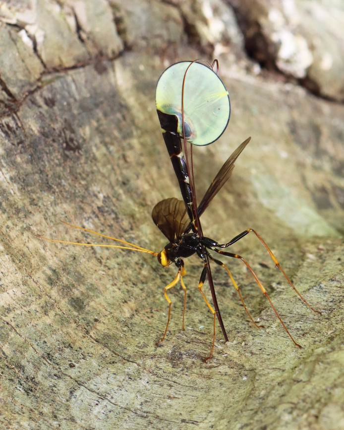 Giant Ichneumon Wasp - Megarhyssa atrata This snag had several ichneumonid wasps drilling into it! It was so cool. There were two individuals of this species, but one was dead and dangling off the tree with its ovipositor still in the wood. The one in this photo was just finishing up, but I managed to get a couple photos and a video of her fixing her abdominal segments while resting on a nearby fern.<br />
<br />
Habitat: Snag; deciduous forest<br />
<br />
<section class="video"><iframe width="448" height="282" src="https://www.youtube-nocookie.com/embed/iKsDAJDImgk?hd=1&autoplay=0&rel=0" frameborder="0" allowfullscreen></iframe></section><br />
<br />
<figure class="photo"><a href="https://www.jungledragon.com/image/150560/giant_ichneumon_wasp_-_megarhyssa_atrata.html" title="Giant Ichneumon Wasp - Megarhyssa atrata"><img src="https://s3.amazonaws.com/media.jungledragon.com/images/3232/150560_thumb.jpg?AWSAccessKeyId=05GMT0V3GWVNE7GGM1R2&Expires=1761782410&Signature=kr6LDB1Y5AcVdSoaXyyhpL7%2BZAc%3D" width="122" height="152" alt="Giant Ichneumon Wasp - Megarhyssa atrata This snag had several ichneumonid wasps drilling into it! It was so cool. There were two individuals of this species, but one was dead and dangling off the tree with its ovipositor still in the wood. The one in this photo was just finishing up, but I managed to get a couple photos and a video of her fixing her abdominal segments while resting on a nearby fern.<br />
<br />
Habitat: Snag; deciduous forest<br />
<br />
https://youtu.be/iKsDAJDImgk<br />
<br />
https://www.jungledragon.com/image/150560/giant_ichneumon_wasp_-_megarhyssa_atrata.html<br />
https://www.jungledragon.com/image/150562/giant_ichneumon_wasp_-_megarhyssa_atrata.html<br />
https://www.jungledragon.com/image/150561/giant_ichneumon_wasp_-_megarhyssa_atrata.html Geotagged,Giant Ichneumon Wasp,Megarhyssa,Megarhyssa atrata,Spring,United States,ichneumon,ichneumonidae,wasp" /></a></figure><br />
<figure class="photo"><a href="https://www.jungledragon.com/image/150562/giant_ichneumon_wasp_-_megarhyssa_atrata.html" title="Giant Ichneumon Wasp - Megarhyssa atrata"><img src="https://s3.amazonaws.com/media.jungledragon.com/images/3232/150562_thumb.jpg?AWSAccessKeyId=05GMT0V3GWVNE7GGM1R2&Expires=1761782410&Signature=gfXjmcJr2wVlUkrhA0bvDKL0HqM%3D" width="200" height="156" alt="Giant Ichneumon Wasp - Megarhyssa atrata *Note the jumping spider sizing up the wasp!<br />
<br />
This snag had several ichneumonid wasps drilling into it! It was so cool. There were two individuals of this species, but one was dead and dangling off the tree with its ovipositor still in the wood. The one in this photo was just finishing up, but I managed to get a couple photos and a video of her fixing her abdominal segments while resting on a nearby fern.<br />
<br />
Habitat: Snag; deciduous forest<br />
<br />
https://youtu.be/iKsDAJDImgk<br />
<br />
https://www.jungledragon.com/image/150560/giant_ichneumon_wasp_-_megarhyssa_atrata.html<br />
https://www.jungledragon.com/image/150562/giant_ichneumon_wasp_-_megarhyssa_atrata.html<br />
https://www.jungledragon.com/image/150561/giant_ichneumon_wasp_-_megarhyssa_atrata.html Geotagged,Giant Ichneumon Wasp,Megarhyssa atrata,Spring,United States" /></a></figure><br />
<figure class="photo"><a href="https://www.jungledragon.com/image/150561/giant_ichneumon_wasp_-_megarhyssa_atrata.html" title="Giant Ichneumon Wasp - Megarhyssa atrata"><img src="https://s3.amazonaws.com/media.jungledragon.com/images/3232/150561_thumb.jpg?AWSAccessKeyId=05GMT0V3GWVNE7GGM1R2&Expires=1761782410&Signature=xuqCQ26ZT7FnfbI%2FK40lE5zDIUw%3D" width="200" height="144" alt="Giant Ichneumon Wasp - Megarhyssa atrata This snag had several ichneumonid wasps drilling into it! It was so cool. There were two individuals of this species, but one was dead and dangling off the tree with its ovipositor still in the wood. The one in this photo was just finishing up, but I managed to get a couple photos and a video of her fixing her abdominal segments while resting on a nearby fern.<br />
<br />
Habitat: Snag; deciduous forest<br />
<br />
https://youtu.be/iKsDAJDImgk<br />
<br />
https://www.jungledragon.com/image/150560/giant_ichneumon_wasp_-_megarhyssa_atrata.html<br />
https://www.jungledragon.com/image/150562/giant_ichneumon_wasp_-_megarhyssa_atrata.html<br />
https://www.jungledragon.com/image/150561/giant_ichneumon_wasp_-_megarhyssa_atrata.html Geotagged,Giant Ichneumon Wasp,Megarhyssa atrata,Spring,United States,wasp" /></a></figure> Geotagged,Giant Ichneumon Wasp,Megarhyssa,Megarhyssa atrata,Spring,United States,ichneumon,ichneumonidae,wasp