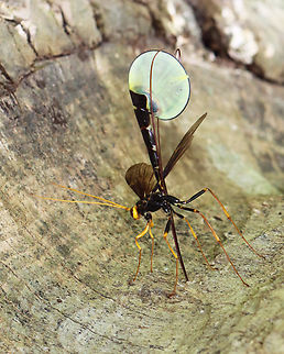 Giant Ichneumon Wasp - Megarhyssa atrata This snag had several ichneumonid wasps drilling into it! It was so cool. There were two individuals of this species, but one was dead and dangling off the tree with its ovipositor still in the wood. The one in this photo was just finishing up, but I managed to get a couple photos and a video of her fixing her abdominal segments while resting on a nearby fern.

Habitat: Snag; deciduous forest

https://youtu.be/iKsDAJDImgk

https://www.jungledragon.com/image/150560/giant_ichneumon_wasp_-_megarhyssa_atrata.html
https://www.jungledragon.com/image/150562/giant_ichneumon_wasp_-_megarhyssa_atrata.html
https://www.jungledragon.com/image/150561/giant_ichneumon_wasp_-_megarhyssa_atrata.html Geotagged,Giant Ichneumon Wasp,Megarhyssa,Megarhyssa atrata,Spring,United States,ichneumon,ichneumonidae,wasp