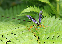 Giant Ichneumon Wasp - Megarhyssa atrata This snag had several ichneumonid wasps drilling into it! It was so cool. There were two individuals of this species, but one was dead and dangling off the tree with its ovipositor still in the wood. The one in this photo was just finishing up, but I managed to get a couple photos and a video of her fixing her abdominal segments while resting on a nearby fern.<br />
<br />
Habitat: Snag; deciduous forest<br />
<br />
https://youtu.be/iKsDAJDImgk<br />
<br />
https://www.jungledragon.com/image/150560/giant_ichneumon_wasp_-_megarhyssa_atrata.html<br />
https://www.jungledragon.com/image/150562/giant_ichneumon_wasp_-_megarhyssa_atrata.html<br />
https://www.jungledragon.com/image/150561/giant_ichneumon_wasp_-_megarhyssa_atrata.html Geotagged,Giant Ichneumon Wasp,Megarhyssa atrata,Spring,United States,wasp