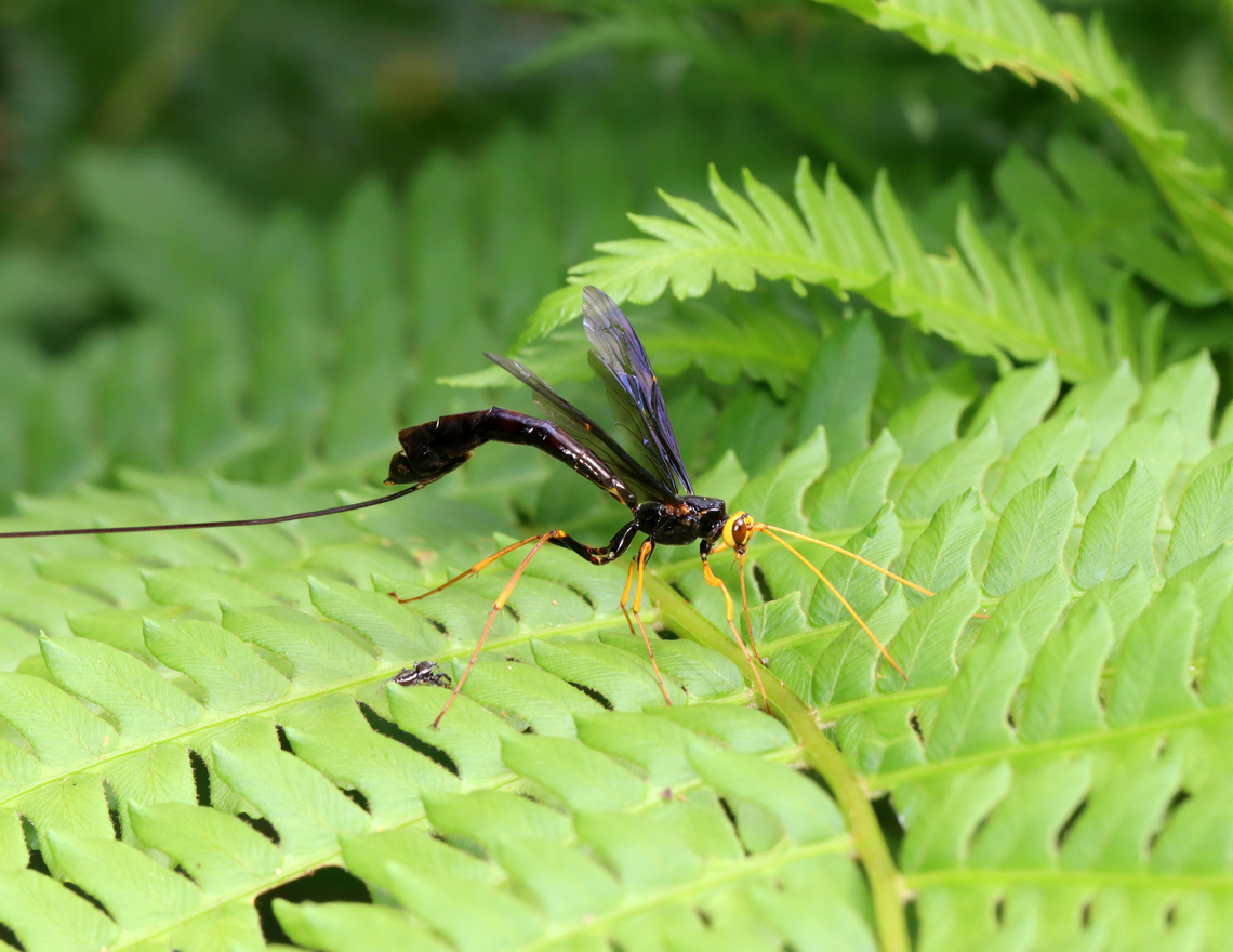 Giant Ichneumon Wasp - Megarhyssa atrata *Note the jumping spider sizing up the wasp!<br />
<br />
This snag had several ichneumonid wasps drilling into it! It was so cool. There were two individuals of this species, but one was dead and dangling off the tree with its ovipositor still in the wood. The one in this photo was just finishing up, but I managed to get a couple photos and a video of her fixing her abdominal segments while resting on a nearby fern.<br />
<br />
Habitat: Snag; deciduous forest<br />
<br />
<section class="video"><iframe width="448" height="282" src="https://www.youtube-nocookie.com/embed/iKsDAJDImgk?hd=1&autoplay=0&rel=0" frameborder="0" allowfullscreen></iframe></section><br />
<br />
<figure class="photo"><a href="https://www.jungledragon.com/image/150560/giant_ichneumon_wasp_-_megarhyssa_atrata.html" title="Giant Ichneumon Wasp - Megarhyssa atrata"><img src="https://s3.amazonaws.com/media.jungledragon.com/images/3232/150560_thumb.jpg?AWSAccessKeyId=05GMT0V3GWVNE7GGM1R2&Expires=1759968010&Signature=9eRNVSAaIds14NkVywrV2dDcYow%3D" width="122" height="152" alt="Giant Ichneumon Wasp - Megarhyssa atrata This snag had several ichneumonid wasps drilling into it! It was so cool. There were two individuals of this species, but one was dead and dangling off the tree with its ovipositor still in the wood. The one in this photo was just finishing up, but I managed to get a couple photos and a video of her fixing her abdominal segments while resting on a nearby fern.<br />
<br />
Habitat: Snag; deciduous forest<br />
<br />
https://youtu.be/iKsDAJDImgk<br />
<br />
https://www.jungledragon.com/image/150560/giant_ichneumon_wasp_-_megarhyssa_atrata.html<br />
https://www.jungledragon.com/image/150562/giant_ichneumon_wasp_-_megarhyssa_atrata.html<br />
https://www.jungledragon.com/image/150561/giant_ichneumon_wasp_-_megarhyssa_atrata.html Geotagged,Giant Ichneumon Wasp,Megarhyssa,Megarhyssa atrata,Spring,United States,ichneumon,ichneumonidae,wasp" /></a></figure><br />
<figure class="photo"><a href="https://www.jungledragon.com/image/150562/giant_ichneumon_wasp_-_megarhyssa_atrata.html" title="Giant Ichneumon Wasp - Megarhyssa atrata"><img src="https://s3.amazonaws.com/media.jungledragon.com/images/3232/150562_thumb.jpg?AWSAccessKeyId=05GMT0V3GWVNE7GGM1R2&Expires=1759968010&Signature=S%2FfMeQfcbpvBloZGCQORjtcJDZ0%3D" width="200" height="156" alt="Giant Ichneumon Wasp - Megarhyssa atrata *Note the jumping spider sizing up the wasp!<br />
<br />
This snag had several ichneumonid wasps drilling into it! It was so cool. There were two individuals of this species, but one was dead and dangling off the tree with its ovipositor still in the wood. The one in this photo was just finishing up, but I managed to get a couple photos and a video of her fixing her abdominal segments while resting on a nearby fern.<br />
<br />
Habitat: Snag; deciduous forest<br />
<br />
https://youtu.be/iKsDAJDImgk<br />
<br />
https://www.jungledragon.com/image/150560/giant_ichneumon_wasp_-_megarhyssa_atrata.html<br />
https://www.jungledragon.com/image/150562/giant_ichneumon_wasp_-_megarhyssa_atrata.html<br />
https://www.jungledragon.com/image/150561/giant_ichneumon_wasp_-_megarhyssa_atrata.html Geotagged,Giant Ichneumon Wasp,Megarhyssa atrata,Spring,United States" /></a></figure><br />
<figure class="photo"><a href="https://www.jungledragon.com/image/150561/giant_ichneumon_wasp_-_megarhyssa_atrata.html" title="Giant Ichneumon Wasp - Megarhyssa atrata"><img src="https://s3.amazonaws.com/media.jungledragon.com/images/3232/150561_thumb.jpg?AWSAccessKeyId=05GMT0V3GWVNE7GGM1R2&Expires=1759968010&Signature=EUE9Z192VuDgKLt7g64OWf3oLcY%3D" width="200" height="144" alt="Giant Ichneumon Wasp - Megarhyssa atrata This snag had several ichneumonid wasps drilling into it! It was so cool. There were two individuals of this species, but one was dead and dangling off the tree with its ovipositor still in the wood. The one in this photo was just finishing up, but I managed to get a couple photos and a video of her fixing her abdominal segments while resting on a nearby fern.<br />
<br />
Habitat: Snag; deciduous forest<br />
<br />
https://youtu.be/iKsDAJDImgk<br />
<br />
https://www.jungledragon.com/image/150560/giant_ichneumon_wasp_-_megarhyssa_atrata.html<br />
https://www.jungledragon.com/image/150562/giant_ichneumon_wasp_-_megarhyssa_atrata.html<br />
https://www.jungledragon.com/image/150561/giant_ichneumon_wasp_-_megarhyssa_atrata.html Geotagged,Giant Ichneumon Wasp,Megarhyssa atrata,Spring,United States,wasp" /></a></figure> Geotagged,Giant Ichneumon Wasp,Megarhyssa atrata,Spring,United States