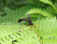 Giant Ichneumon Wasp - Megarhyssa atrata *Note the jumping spider sizing up the wasp!<br />
<br />
This snag had several ichneumonid wasps drilling into it! It was so cool. There were two individuals of this species, but one was dead and dangling off the tree with its ovipositor still in the wood. The one in this photo was just finishing up, but I managed to get a couple photos and a video of her fixing her abdominal segments while resting on a nearby fern.<br />
<br />
Habitat: Snag; deciduous forest<br />
<br />
https://youtu.be/iKsDAJDImgk<br />
<br />
https://www.jungledragon.com/image/150560/giant_ichneumon_wasp_-_megarhyssa_atrata.html<br />
https://www.jungledragon.com/image/150562/giant_ichneumon_wasp_-_megarhyssa_atrata.html<br />
https://www.jungledragon.com/image/150561/giant_ichneumon_wasp_-_megarhyssa_atrata.html Geotagged,Giant Ichneumon Wasp,Megarhyssa atrata,Spring,United States