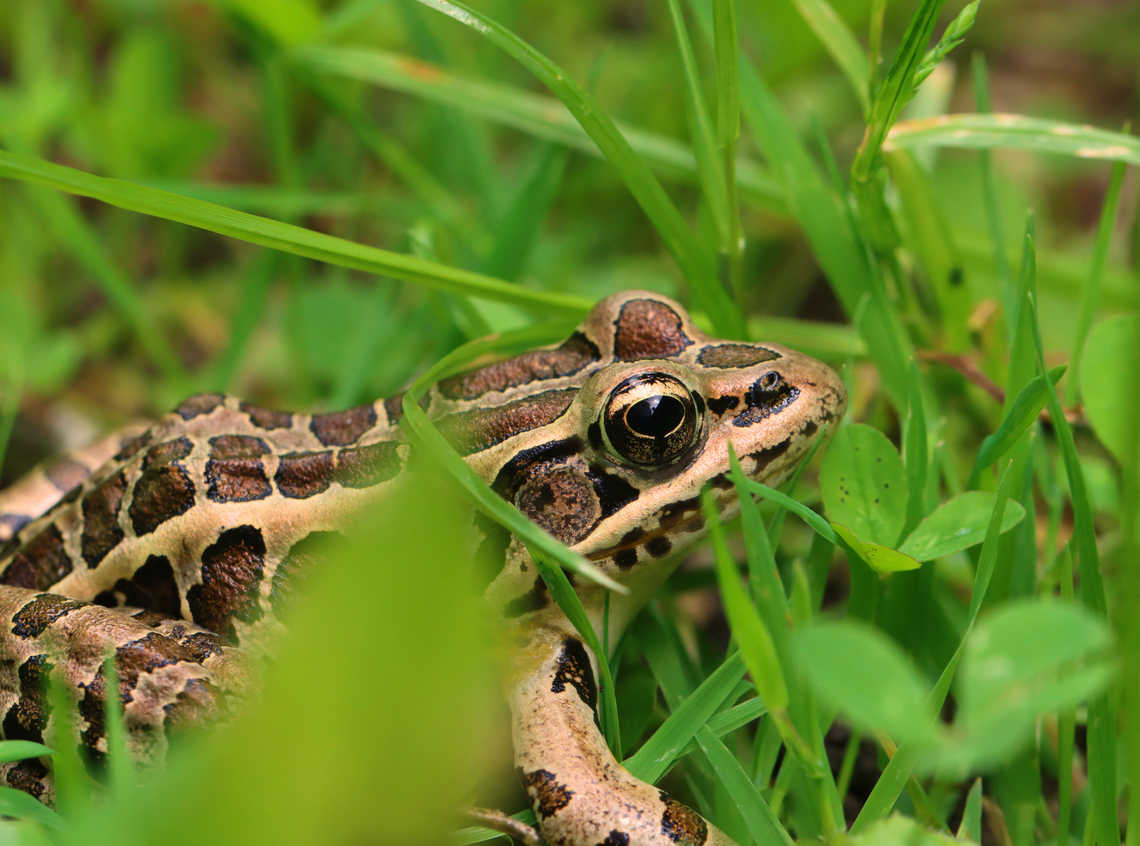 Pickerel Frog - Lithobates palustris Habitat: Floodplain Geotagged,Lithobates palustris,Pickerel frog,Spring,United States,frog,lithobates