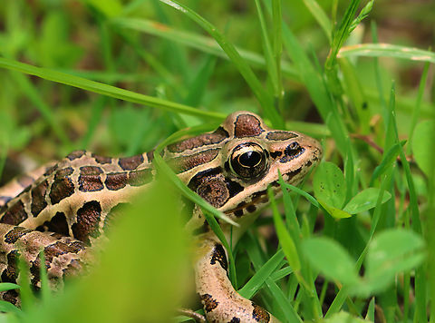 Pickerel Frog - Lithobates palustris Habitat: Floodplain Geotagged,Lithobates palustris,Pickerel frog,Spring,United States,frog,lithobates