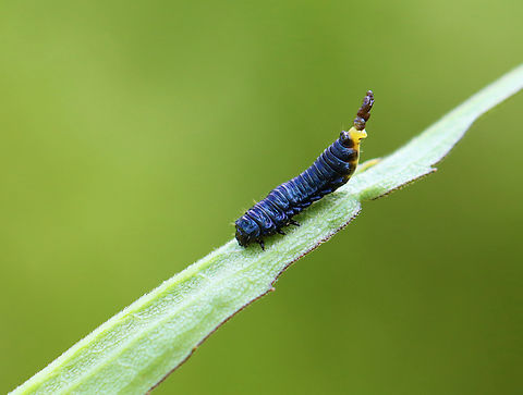 Goldenrod Leaf Beetle - Trirhabda canadensis *Tentative species ID

Habitat: On goldenrod (Solidago sp.); meadow Geotagged,Spring,Trirhabda,Trirhabda canadensis,United States,beetle larva,insect larva,larva