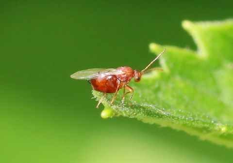 Woolly Catkin Gall Wasp