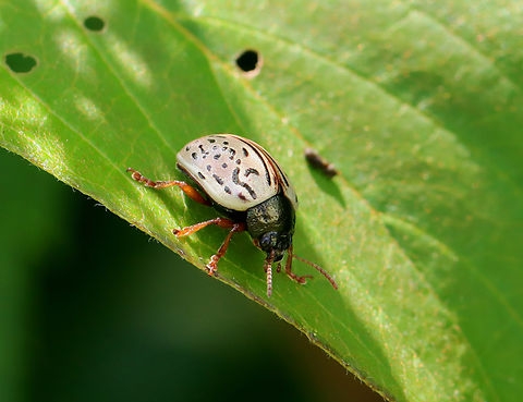 Dogwood Calligrapha - Calligrapha philadelphica I watched this beetle for a couple minutes before I took this photo. It was wiggling its body and looked like it was dancing. I realized why shortly afterwards -- it was pooping. I wish I had taken a video of its poop dance. 

Host: Dogwood (Cornus sp.) Calligrapha,Calligrapha philadelphica,Dogwood Calligrapha,Geotagged,Spring,United States,beetle,cornus,dogwood