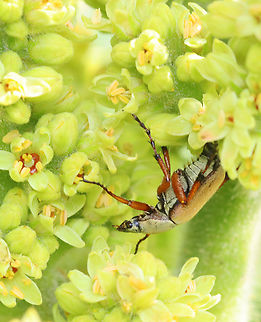 Chafer - Macrodactylus, maybe Macrodactylus subspinosus It's difficult to distinguish between  Macrodactylus subspinosus and M. angustatus. They may be synonymous.

Habitat: Found on sumac (Rhus sp.); pondside Geotagged,Macrodactylus,Macrodactylus subspinosus,Spring,United States,beetle,chafer,rose chafer