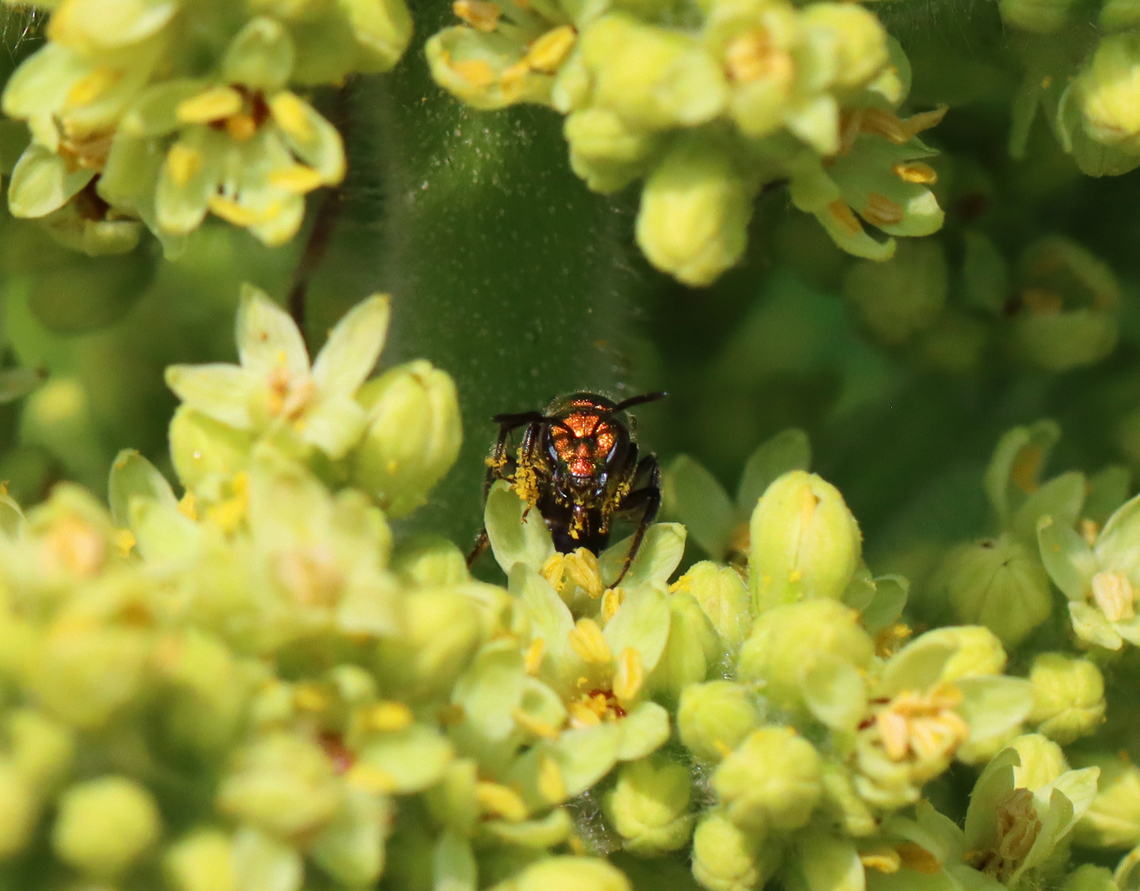 Sweat Bee - Tribe Augochlorini, Augochlora pura Habitat: Found on sumac (Rhus sp.).; pondside<br />
<figure class="photo"><a href="https://www.jungledragon.com/image/150664/sweat_bee_-_tribe_augochlorini_augochlora_pura.html" title="Sweat Bee - Tribe Augochlorini, Augochlora pura"><img src="https://s3.amazonaws.com/media.jungledragon.com/images/3232/150664_thumb.jpg?AWSAccessKeyId=05GMT0V3GWVNE7GGM1R2&Expires=1759968010&Signature=hMwVtu5t%2BHwnKUyBimgB3KnsHhY%3D" width="200" height="144" alt="Sweat Bee - Tribe Augochlorini, Augochlora pura Habitat: Found on sumac (Rhus sp.).; pondside<br />
https://www.jungledragon.com/image/150663/sweat_bee_-_tribe_augochlorini.html Augochlora,Augochlora pura,Augochlorini,Geotagged,Pure Green Sweat Bee,Spring,United States,bee,halictidae,sweat bee" /></a></figure> Augochlora pura,Geotagged,Pure Green Sweat Bee,Spring,United States