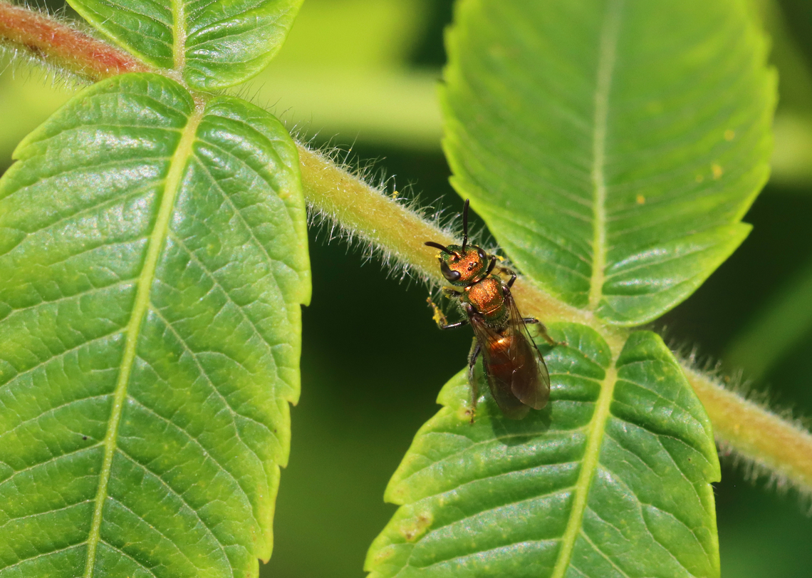 Sweat Bee - Tribe Augochlorini, Augochlora pura Habitat: Found on sumac (Rhus sp.).; pondside<br />
<figure class="photo"><a href="https://www.jungledragon.com/image/150663/sweat_bee_-_tribe_augochlorini_augochlora_pura.html" title="Sweat Bee - Tribe Augochlorini, Augochlora pura"><img src="https://s3.amazonaws.com/media.jungledragon.com/images/3232/150663_thumb.jpg?AWSAccessKeyId=05GMT0V3GWVNE7GGM1R2&Expires=1759968010&Signature=8vxQdSsR8M7StHSYTqVSPoqMOEQ%3D" width="200" height="158" alt="Sweat Bee - Tribe Augochlorini, Augochlora pura Habitat: Found on sumac (Rhus sp.).; pondside<br />
https://www.jungledragon.com/image/150664/sweat_bee_-_tribe_augochlorini.html Augochlora pura,Geotagged,Pure Green Sweat Bee,Spring,United States" /></a></figure> Augochlora,Augochlora pura,Augochlorini,Geotagged,Pure Green Sweat Bee,Spring,United States,bee,halictidae,sweat bee