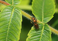 Sweat Bee - Tribe Augochlorini, Augochlora pura Habitat: Found on sumac (Rhus sp.).; pondside<br />
https://www.jungledragon.com/image/150663/sweat_bee_-_tribe_augochlorini.html Augochlora,Augochlora pura,Augochlorini,Geotagged,Pure Green Sweat Bee,Spring,United States,bee,halictidae,sweat bee
