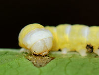Mustard Sallow - Pyreferra hesperidago Host: Witch-hazel (Hamamelis sp.).<br />
https://www.jungledragon.com/image/150665/mustard_sallow_-_pyreferra_hesperidago.html<br />
https://www.jungledragon.com/image/150667/mustard_sallow_-_pyreferra_hesperidago.html<br />
https://www.jungledragon.com/image/150666/mustard_sallow_-_pyreferra_hesperidago.html Geotagged,Mustard Sallow,Pyreferra hesperidago,Spring,United States