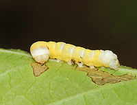 Mustard Sallow - Pyreferra hesperidago Host: Witch-hazel (Hamamelis sp.).<br />
https://www.jungledragon.com/image/150665/mustard_sallow_-_pyreferra_hesperidago.html<br />
https://www.jungledragon.com/image/150667/mustard_sallow_-_pyreferra_hesperidago.html<br />
https://www.jungledragon.com/image/150666/mustard_sallow_-_pyreferra_hesperidago.html Geotagged,Mustard Sallow,Noctuidae,Pyreferra,Pyreferra hesperidago,Spring,United States,caterpillar,larva