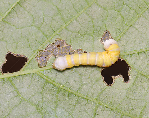 Mustard Sallow - Pyreferra hesperidago Host: Witch-hazel (Hamamelis sp.).
https://www.jungledragon.com/image/150665/mustard_sallow_-_pyreferra_hesperidago.html
https://www.jungledragon.com/image/150667/mustard_sallow_-_pyreferra_hesperidago.html
https://www.jungledragon.com/image/150666/mustard_sallow_-_pyreferra_hesperidago.html Geotagged,Mustard Sallow,Pyreferra hesperidago,Spring,United States