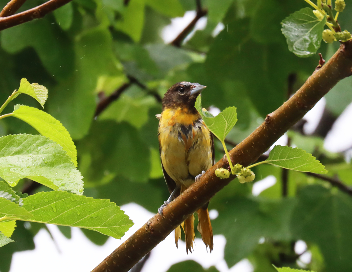 Baltimore Oriole - Icterus galbula I think it&#039;s a juvenile? <br />
<br />
Habitat: Mulberry tree; rural yard<br />
<figure class="photo"><a href="https://www.jungledragon.com/image/150719/baltimore_oriole_-_icterus_galbula.html" title="Baltimore Oriole - Icterus galbula"><img src="https://s3.amazonaws.com/media.jungledragon.com/images/3232/150719_thumb.jpg?AWSAccessKeyId=05GMT0V3GWVNE7GGM1R2&Expires=1759968010&Signature=jVJecEHDbM5yoK5whxkM3%2FCzG1A%3D" width="122" height="152" alt="Baltimore Oriole - Icterus galbula I think it&#039;s a juvenile? This one is a different individual than the one here:<br />
https://www.jungledragon.com/image/150718/baltimore_oriole_-_icterus_galbula.html<br />
<br />
<br />
Habitat: Mulberry tree; rural yard Baltimore oriole,Geotagged,Icterus galbula,Summer,United States,mulberry" /></a></figure> Baltimore oriole,Geotagged,Icterus,Icterus galbula,Summer,United States,mulberry,oriole