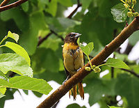 Baltimore Oriole - Icterus galbula I think it's a juvenile? <br />
<br />
Habitat: Mulberry tree; rural yard<br />
https://www.jungledragon.com/image/150719/baltimore_oriole_-_icterus_galbula.html Baltimore oriole,Geotagged,Icterus,Icterus galbula,Summer,United States,mulberry,oriole