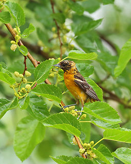 Baltimore Oriole - Icterus galbula I think it's a juvenile? This one is a different individual than the one here:
https://www.jungledragon.com/image/150718/baltimore_oriole_-_icterus_galbula.html


Habitat: Mulberry tree; rural yard Baltimore oriole,Geotagged,Icterus galbula,Summer,United States,mulberry