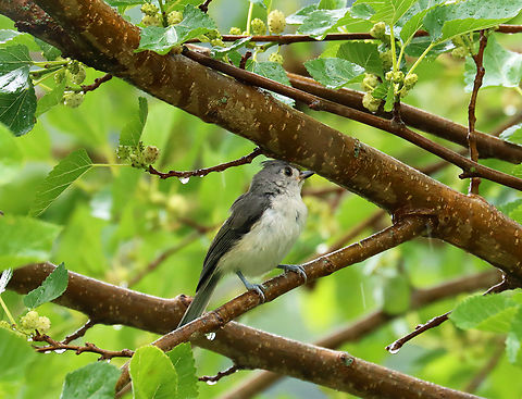 Tufted Titmouse - Baeolophus bicolor Smart bird using a branch as an umbrella.

Habitat: Mulberry tree; rural yard
https://www.jungledragon.com/image/150722/tufted_titmouse_-_baeolophus_bicolor.html Baeolophus,Baeolophus bicolor,Geotagged,Summer,Tufted Titmouse,United States,mulberry,titmouse