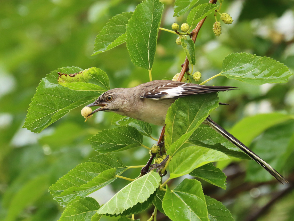 Northern Mockingbird - Mimus polyglottos Not even the rain can keep the birds away from the mulberry tree. They seem to love the berries. Foxes and squirrels too. I can look out my window when the berries are ripe and see 5-10 species eating off the tree at a time.<br />
<br />
Habitat: Mulberry tree; Rural yard Geotagged,Mimus polyglottos,Northern mockingbird,Summer,United States,mimus,mockingbird,mulberry