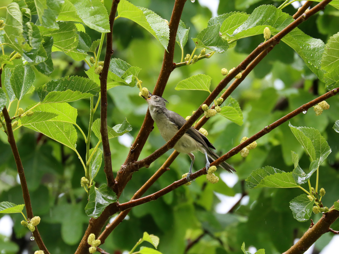 Tufted Titmouse - Baeolophus bicolor Big stretch for a berry...Genius or lazy?<br />
<br />
Habitat: Mulberry tree; rural yard<br />
<figure class="photo"><a href="https://www.jungledragon.com/image/150720/tufted_titmouse_-_baeolophus_bicolor.html" title="Tufted Titmouse - Baeolophus bicolor"><img src="https://s3.amazonaws.com/media.jungledragon.com/images/3232/150720_thumb.jpg?AWSAccessKeyId=05GMT0V3GWVNE7GGM1R2&Expires=1767225610&Signature=R9ZfLo4Fj%2BAwWWTgdy2U58Q0ylA%3D" width="200" height="154" alt="Tufted Titmouse - Baeolophus bicolor Smart bird using a branch as an umbrella.<br />
<br />
Habitat: Mulberry tree; rural yard<br />
https://www.jungledragon.com/image/150722/tufted_titmouse_-_baeolophus_bicolor.html Baeolophus,Baeolophus bicolor,Geotagged,Summer,Tufted Titmouse,United States,mulberry,titmouse" /></a></figure> Baeolophus bicolor,Geotagged,Summer,Tufted Titmouse,United States,mulberry