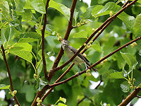 Tufted Titmouse - Baeolophus bicolor Big stretch for a berry...Genius or lazy?<br />
<br />
Habitat: Mulberry tree; rural yard<br />
https://www.jungledragon.com/image/150720/tufted_titmouse_-_baeolophus_bicolor.html Baeolophus bicolor,Geotagged,Summer,Tufted Titmouse,United States,mulberry