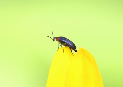 Tumbling Flower Beetle - Mordellistena cervicalis It landed just long enough for a single photo.

Habitat: Garden Geotagged,Mordellidae,Mordellistena,Mordellistena cervicalis,Spring,United States,beetle,tumbling flower beetle