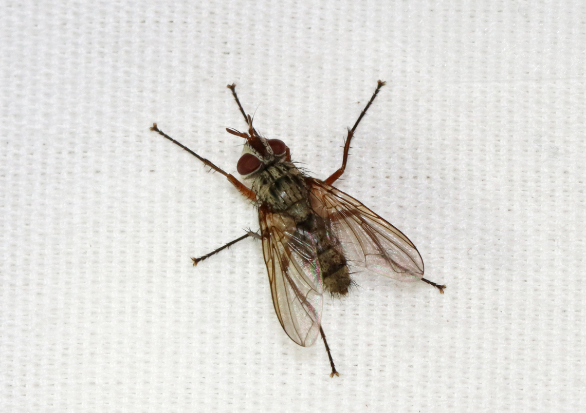 Tachinid Fly - Cryptomeigenia sp. They parasitize beetles in the family Scarabaeidae.<br />
<br />
Habitat: Attracted to a light; semi-rural area Cryptomeigenia,Geotagged,Spring,United States,diptera,fly,tachinid fly,tachinidae