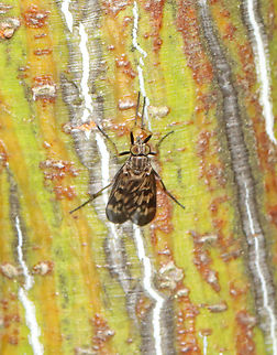 Snipe Fly - Rhagio sp., maybe Rhagio mystaceus Habitat: Resting on moose maple (Acer pensylvanicum) Geotagged,Spring,United States,diptera,fly,rhagio,rhagionidae,snipe fly