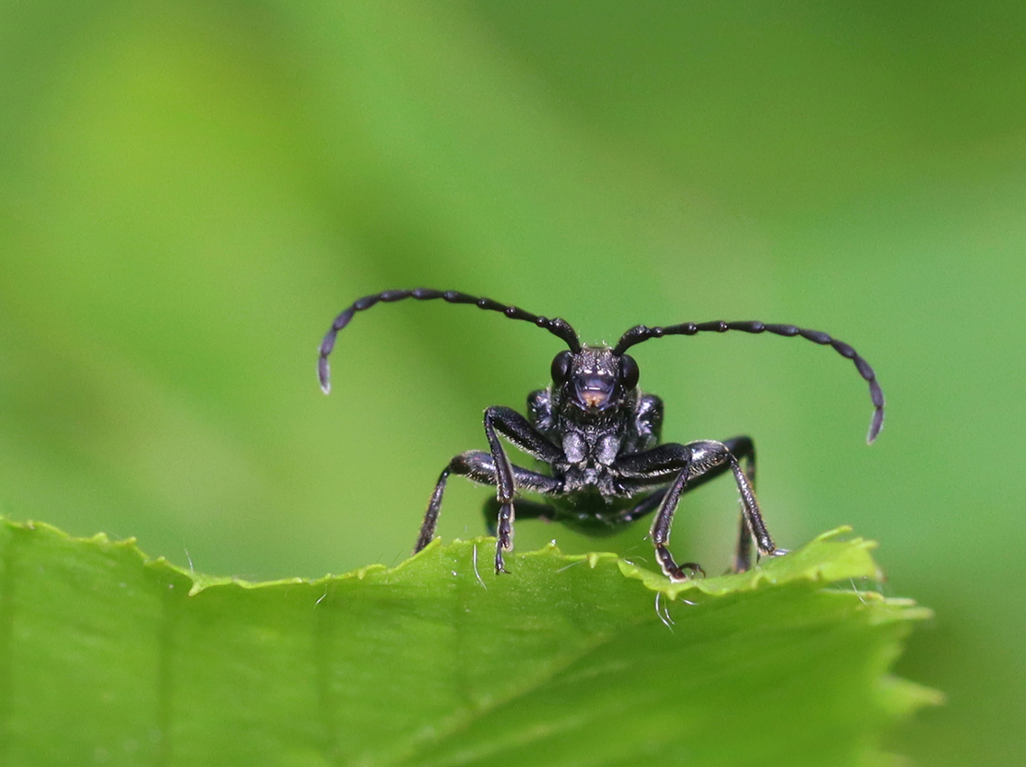 Flower Longhorn - Strangalepta abbreviata Habitat: Deciduous forest<br />
<figure class="photo"><a href="https://www.jungledragon.com/image/150772/flower_longhorn_-_strangalepta_abbreviata.html" title="Flower Longhorn - Strangalepta abbreviata"><img src="https://s3.amazonaws.com/media.jungledragon.com/images/3232/150772_thumb.jpg?AWSAccessKeyId=05GMT0V3GWVNE7GGM1R2&Expires=1769040010&Signature=zib9LSn0ifJl%2F1dAY5eufF2DvmE%3D" width="200" height="146" alt="Flower Longhorn - Strangalepta abbreviata Habitat: Deciduous forest<br />
https://www.jungledragon.com/image/150771/flower_longhorn_-_strangalepta_abbreviata.html Geotagged,Spring,Strangalepta abbreviata,United States" /></a></figure> Geotagged,Spring,Strangalepta,Strangalepta abbreviata,United States,beetle,coleoptera,longhorn beetle
