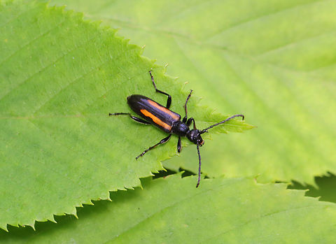Flower Longhorn - Strangalepta abbreviata Habitat: Deciduous forest
https://www.jungledragon.com/image/150771/flower_longhorn_-_strangalepta_abbreviata.html Geotagged,Spring,Strangalepta abbreviata,United States