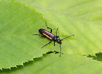 Flower Longhorn - Strangalepta abbreviata Habitat: Deciduous forest<br />
https://www.jungledragon.com/image/150771/flower_longhorn_-_strangalepta_abbreviata.html Geotagged,Spring,Strangalepta abbreviata,United States