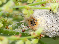 Case/Cocoon - Lepidoptera Some sort of case or cocoon with a gooey opening. I assume a larva lives inside.<br />
<br />
Habitat: Garden<br />
https://www.jungledragon.com/image/150815/casecocoon_-_lepidoptera.html Geotagged,Spring,United States,case,cocoon,larva,lepidoptera,pupa